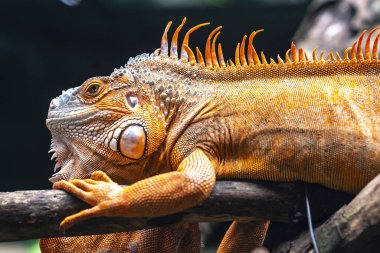 Yaygın iguana portresi halka açık bir parkta dinleniyor. Bu, doğada korunması gereken dinozor sürüngeni kalıntısı.