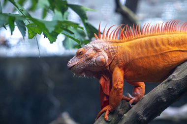 Yaygın iguana portresi halka açık bir parkta dinleniyor. Bu, doğada korunması gereken dinozor sürüngeni kalıntısı.