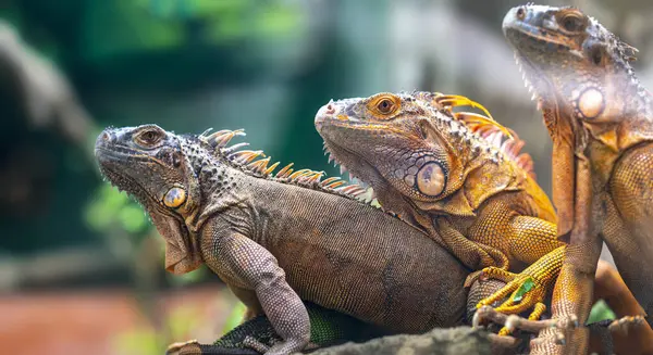 Lizard families together in the tree is looking to the future so cute when watching them in zoo