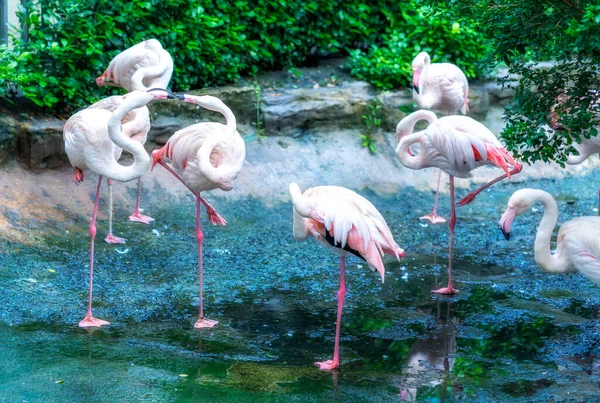 Flamingos are gathering together in a public park. This is a precious bird that needs to be preserved in the natural world
