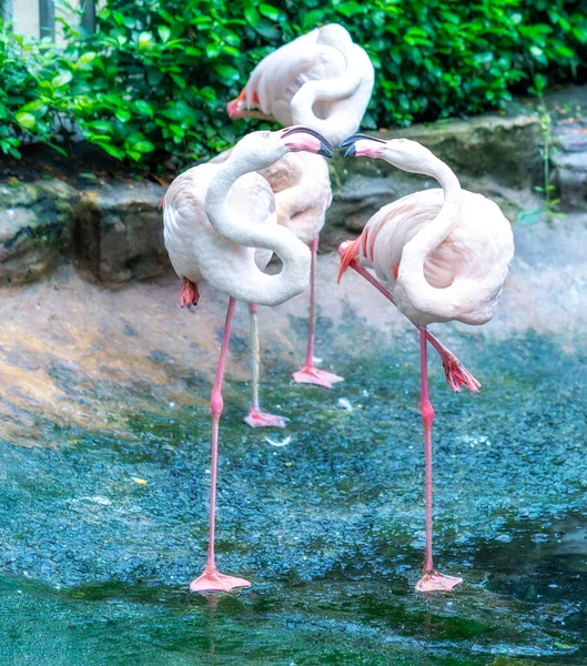 Flamingos are gathering together in a public park. This is a precious bird that needs to be preserved in the natural world
