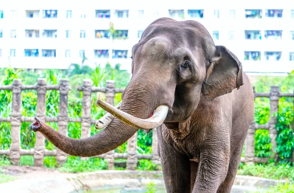 The elephant relaxes in the zoo. It is a large animal that eats plants and has a lifespan of more than 70 years. They live in forests, eat plants and live in herds