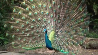 Saigon Botanik Bahçesi, Vietnam 'da Hint ya da Mavi Peafowl dans gösterisi