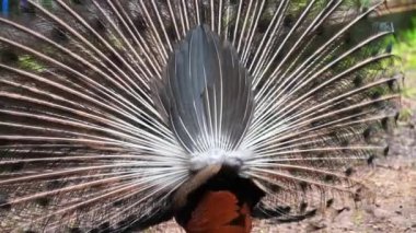 Saigon Botanik Bahçesi, Vietnam 'da Hint ya da Mavi Peafowl dans gösterisi