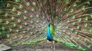 Saigon Botanik Bahçesi, Vietnam 'da Hint ya da Mavi Peafowl dans gösterisi