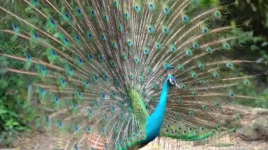 Saigon Botanik Bahçesi, Vietnam 'da Hint ya da Mavi Peafowl dans gösterisi