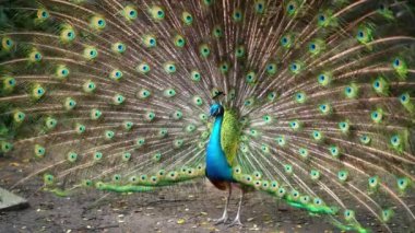 Saigon Botanik Bahçesi, Vietnam 'da Hint ya da Mavi Peafowl dans gösterisi