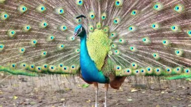 Saigon Botanik Bahçesi, Vietnam 'da Hint ya da Mavi Peafowl dans gösterisi