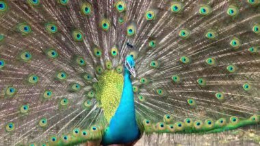 Saigon Botanik Bahçesi, Vietnam 'da Hint ya da Mavi Peafowl dans gösterisi