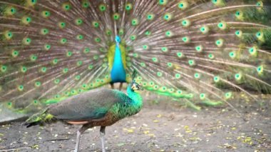Saigon Botanik Bahçesi, Vietnam 'da Hint ya da Mavi Peafowl dans gösterisi