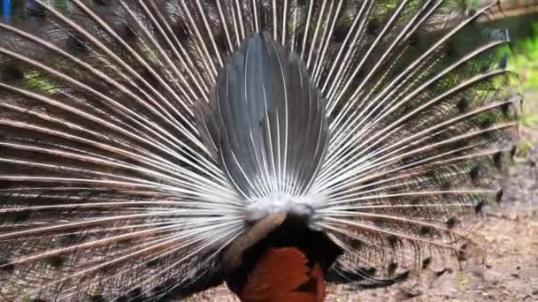 Indian Atau Blue Peafowl Dance Display Saigon Botanical Garden Vietnam — Stok Video