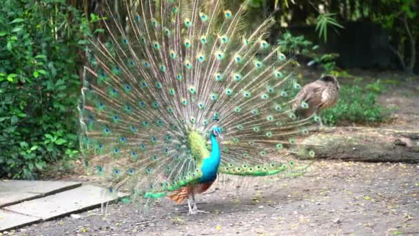 Saigon Botanik Bahçesi Vietnam Hint Mavi Peafowl Dans Gösterisi — Stok video