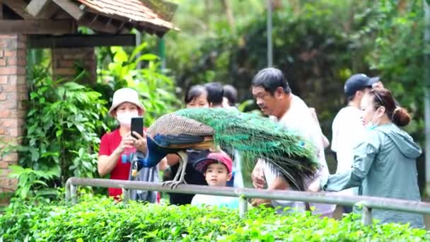 2023年10月21日 越南胡志明市 一只优雅的印度孔雀鸟在公园展示其美丽的羽毛尾巴的肖像 — 图库视频影像