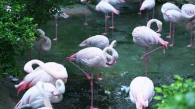 Flamingolar halka açık bir parkta toplanıyorlar. Bu, doğada korunması gereken değerli bir kuş.