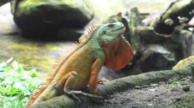 Ortak iguana, yaşam alanındaki bir ağacın üzerinde dinleniyor. Erkek iguananın belirgin bir boğaz kesesi ve arması var. Büyük kertenkele