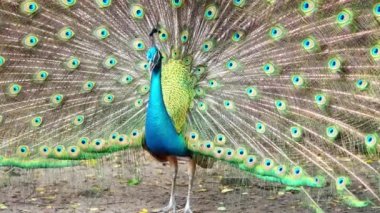 Saigon Botanik Bahçesi, Vietnam 'da Hint ya da Mavi Peafowl dans gösterisi