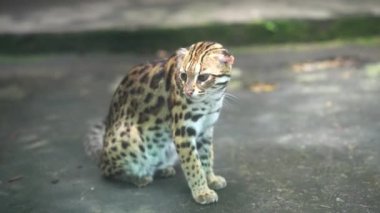 Leopar kedi portresi ya da halka açık bir parkta vahşi kedi. Bu, insanlara zararlı olan fareleri öldürmek için bir ev hayvanı.