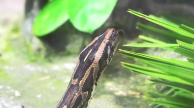 Birmanya pitonu hayvanat bahçesinde uyumak için kıvrıldı. Bu, ormanda ortalama 6 metre uzunluğunda sürüngenler ve memelilerle beslenen büyük bir yılan.