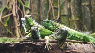 Ağaçtaki yeşil iguana onları hayvanat bahçesinde izlerken geleceğe bakıyor. Sürüngen yakınlaşması