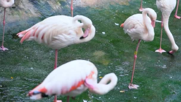 Flamingo Berkumpul Bersama Taman Umum Ini Adalah Burung Berharga Yang — Stok Video