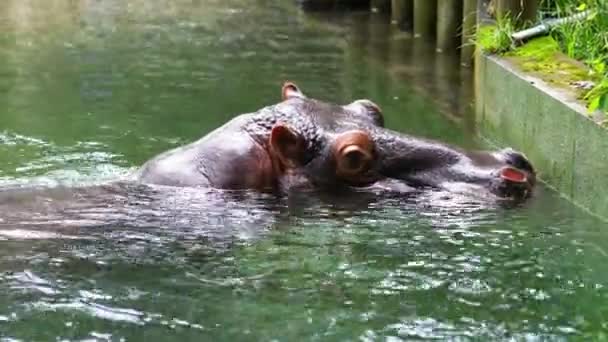 Hippopotame Amphibie Dans Zoo Nage Dans Eau Relaxant Est Grand — Video