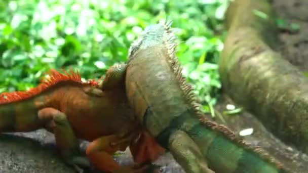 Iguana Comum Tocando Juntos Zoológico Iguana Masculina Tem Saco Garganta — Vídeo de Stock