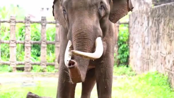 Слон Відпочиває Зоопарку Велика Тварина Яка Їсть Рослини Має Термін — стокове відео