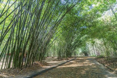 Vietnam, Binh Duong kırsalında yüksek yeşil bambu ormanı. Bambu insanlara yardım etmek için ev eşyaları olarak kullanılır.