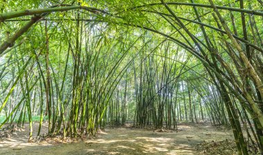 Vietnam, Binh Duong kırsalında yüksek yeşil bambu ormanı. Bambu insanlara yardım etmek için ev eşyaları olarak kullanılır.