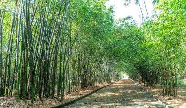 Vietnam, Binh Duong kırsalında yüksek yeşil bambu ormanı. Bambu insanlara yardım etmek için ev eşyaları olarak kullanılır.