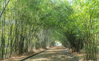 Vietnam, Binh Duong kırsalında yüksek yeşil bambu ormanı. Bambu insanlara yardım etmek için ev eşyaları olarak kullanılır.