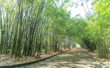 Vietnam, Binh Duong kırsalında yüksek yeşil bambu ormanı. Bambu insanlara yardım etmek için ev eşyaları olarak kullanılır.