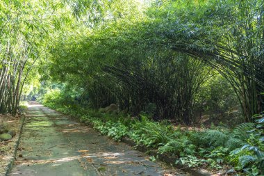 Vietnam, Binh Duong kırsalında yüksek yeşil bambu ormanı. Bambu insanlara yardım etmek için ev eşyaları olarak kullanılır.