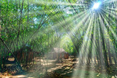 Binh Duong, Vietnam 'da yeşil bambu ormanında geçici bir konaklama ya da kulübe..