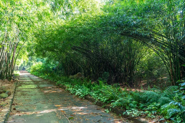 Vietnam, Binh Duong kırsalında yüksek yeşil bambu ormanı. Bambu insanlara yardım etmek için ev eşyaları olarak kullanılır.