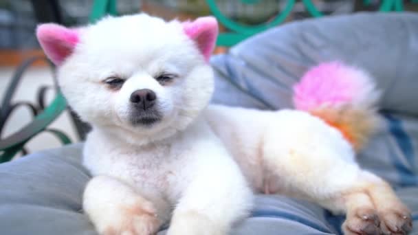 Cute Poodle Com Pele Impressionante Casa Domesticada Eles São Muito — Vídeo de Stock