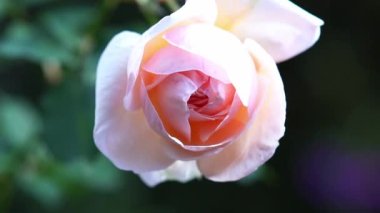 Çiçekler sabah açarlar tarçın çiçeklerinden, güllerden veya mersin çiçeklerinden güzel doğal bir bahçeyi süslemek için..