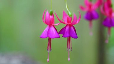 Fuchsia çiçekleri bahçeyi aydınlatan küçük güzel fenerler gibi gün ışığında açar. Güney Amerika ve Yeni Zelanda 'dan gelen çiçek