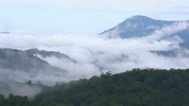 Sabah bir dağda deniz sisi. Arka plandaki bulut dalgaları çam ormanı ve organik sebze çiftliğiyle kaplıdır.