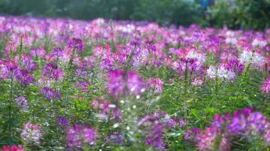 Cleome spinosa çiçek tarlası eko-turizm alanında parlak bir şekilde çiçek açar. Çiçekler koridorları, bahçeleri süslemek ve çevre için temiz hava yaratmak için kullanılır.