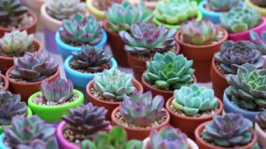 Renkli Succulents çiçek yatağı, odayı dekore etmek için küçük saksılarda yetişir.