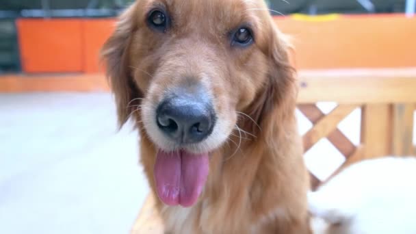 Golden Retriever Domesticated Pet Medium Sized Dog Belonging Active Playful — Vídeo de Stock