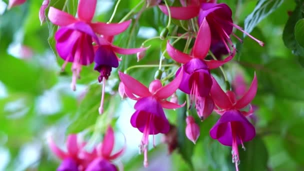 美しい小さな提灯が庭を照らすように 太陽の下でフクシアの花を咲かせます 南米やニュージーランド原産の花です — ストック動画