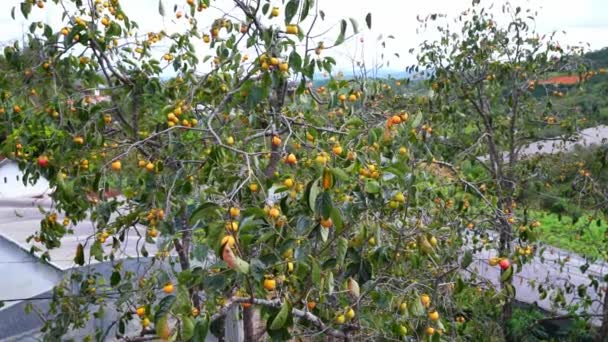 Biologische Kaki Fruit Boomtak Oogst Zijn Zoet Voedzame Vruchten Goed — Stockvideo