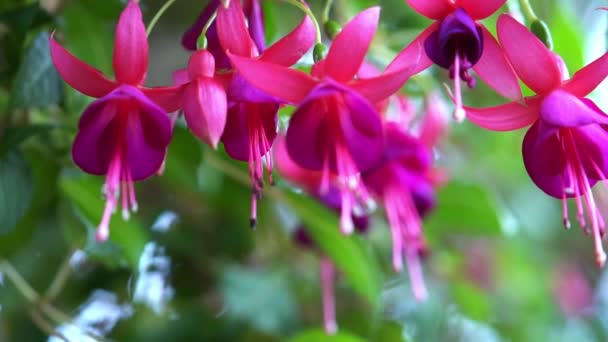 Les Fleurs Fuchsia Fleurissent Soleil Comme Belles Petites Lanternes Qui — Video