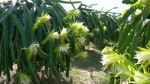 Dragon Floare Fructe Ferma Organică Această Floare Înflorește Zile Dacă — Videoclip de stoc