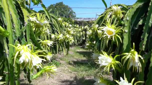 ドラゴン フルーツは 有機農場を花します 日受粉を通過する場合 左にこの花が咲く これは 太陽を愛する栽培における適切な熱の種類 — ストック動画