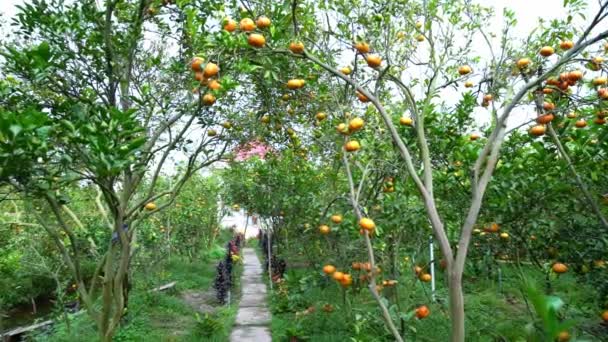 Mandarine Coapte Copaci Care Așteaptă Fie Recoltate Aceasta Este Specialitate — Videoclip de stoc