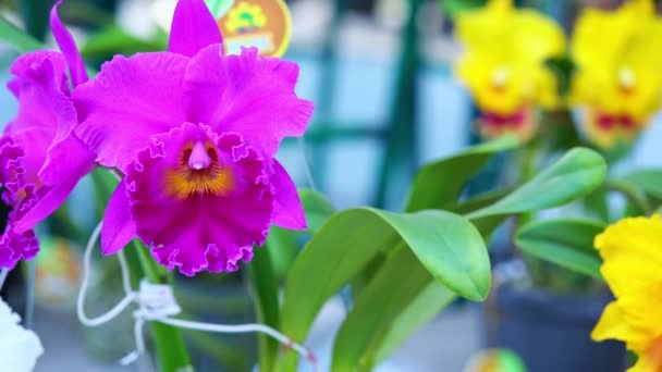 Cattleya Labiata Flowers Bloom Spring Sunshine Rare Forest Orchid Decorated — Stock Video