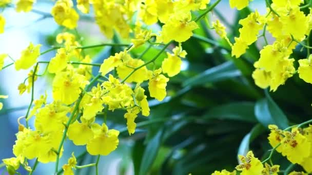 Dendrobium Aphyllum Ορχιδέες Λουλούδια Ανθίζουν Την Άνοιξη Σεληνιακό Νέο Έτος — Αρχείο Βίντεο